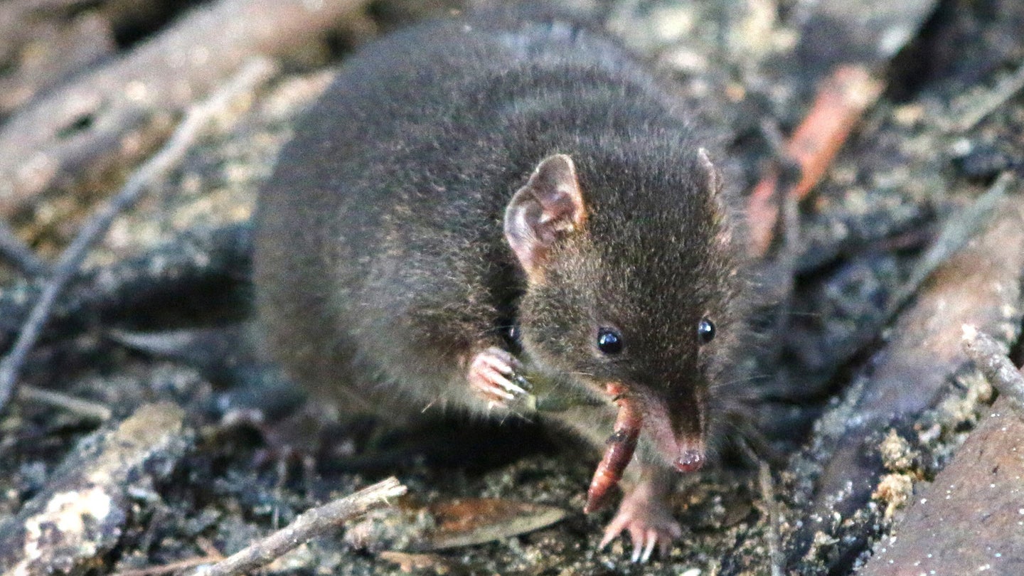 This photograph shows a male dusky antechinus in a naturalistic enclosure located in Cape Otway, Australia.